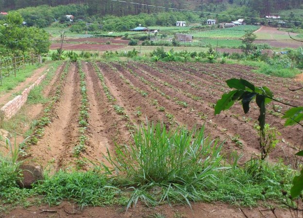 Những trường hợp phải gia hạn quyền sử dụng đất nông nghiệp